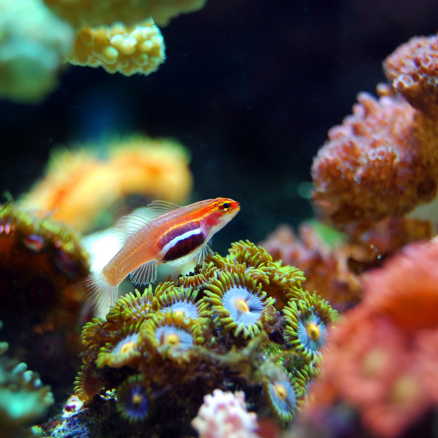 Coral & Reef Care